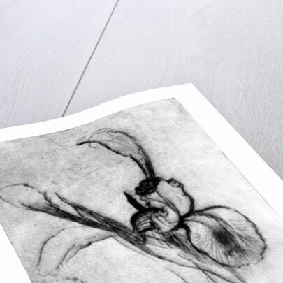 Irises by Brenda Brin Booker