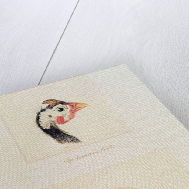 The Guinea Fowl and the Moor Hawk by Joseph Mallord William Turner
