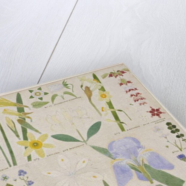 Botanical illustration, original from Owen Jones's `The Grammar of Ornament`, 1856 by Christopher Dresser