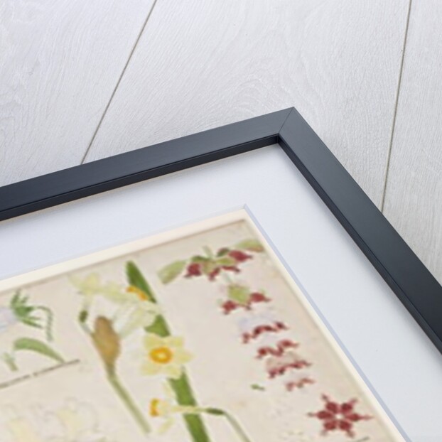 Botanical illustration, original from Owen Jones's `The Grammar of Ornament`, 1856 by Christopher Dresser