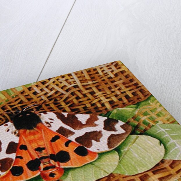 Tiger Moth, 1999 by E.B. Watts