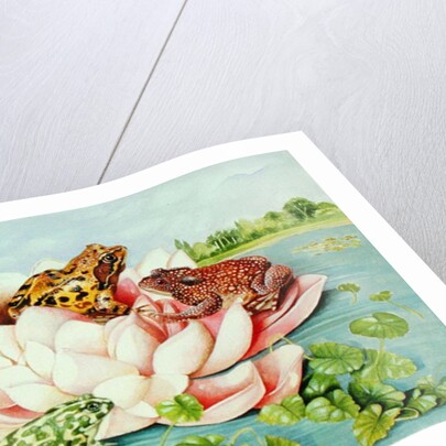 Water Lily, 1998 by E.B. Watts