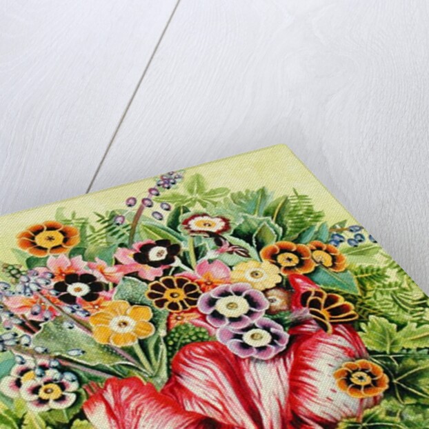 Auriculas, 2000 by E.B. Watts