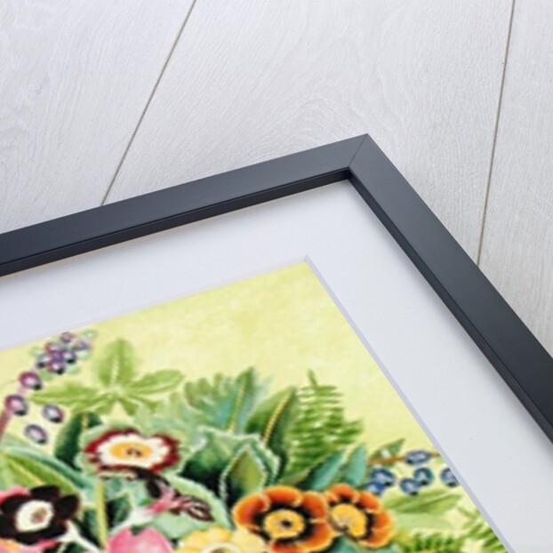 Auriculas, 2000 by E.B. Watts