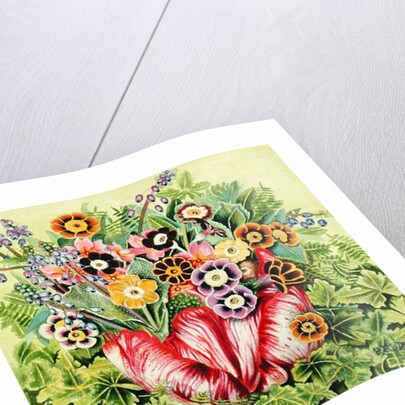 Auriculas, 2000 by E.B. Watts