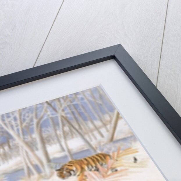 Tigers in the Snow, 2005 by E.B. Watts