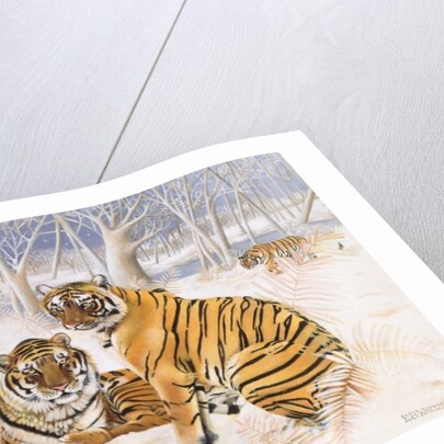 Tigers in the Snow, 2005 by E.B. Watts