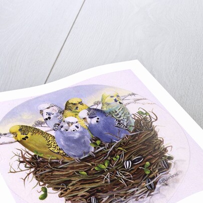 Budgerigars in a Nest, 1995 by E.B. Watts