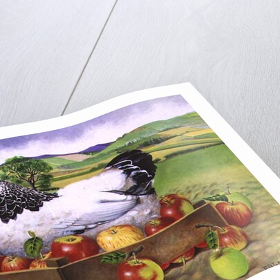 Hen in a Box of Apples, 1990 by E.B. Watts