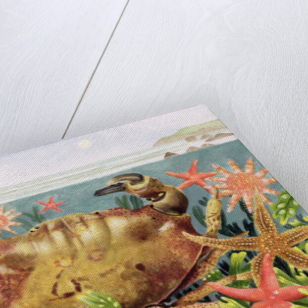 Furrowed Crab with Starfish Underwater, 1997 by E.B. Watts