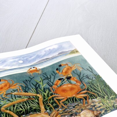 Crabs in the Ocean, 1997 by E.B. Watts