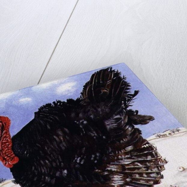 Black Turkey with Snow Berries, 1996 by E.B. Watts