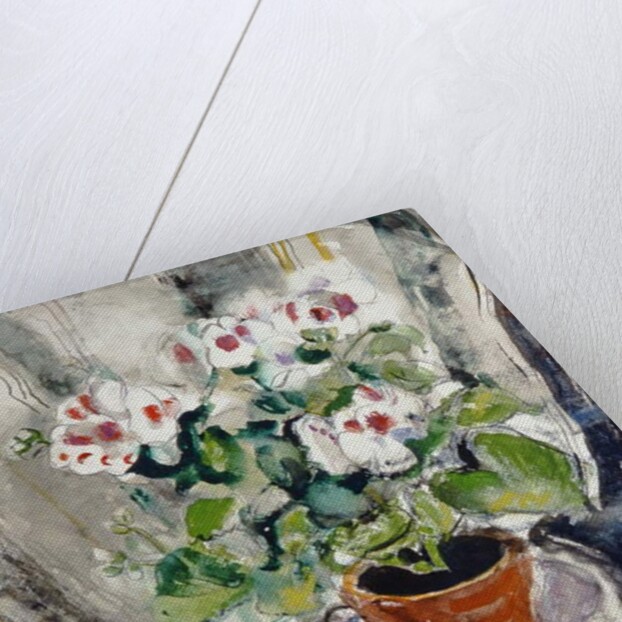 Pelargonium by Anne Redpath