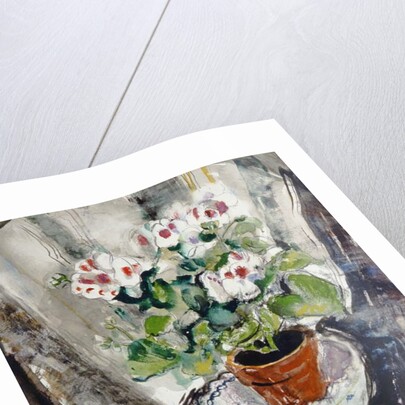 Pelargonium by Anne Redpath