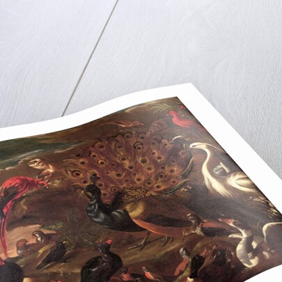 The Birds and the Beasts by Jacob van der (1637-1712) Kerckhoven