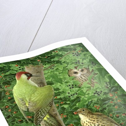 Woodpecker, Owl and Thrush by Birgitte Hendil