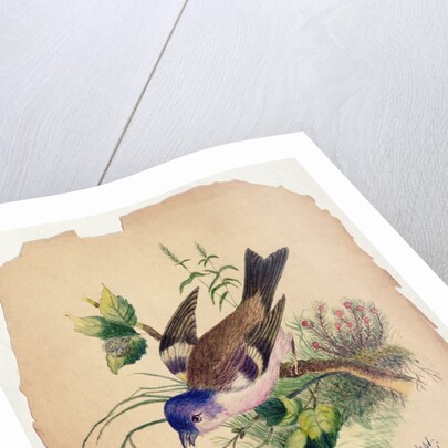 Bluebird on a Branch, 1871 by Claude Raguet Hirst