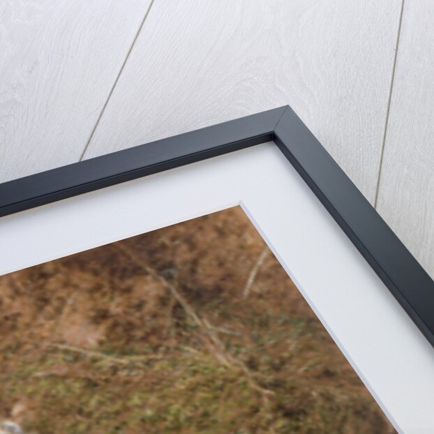 May Blossom and a Hedge Sparrow's Nest, 1845 by William Henry Hunt