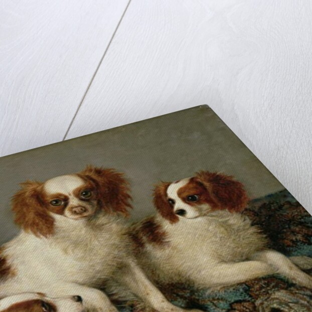 Three Cavalier King Charles Spaniels on a Rug by English School