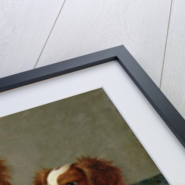 Three Cavalier King Charles Spaniels on a Rug by English School