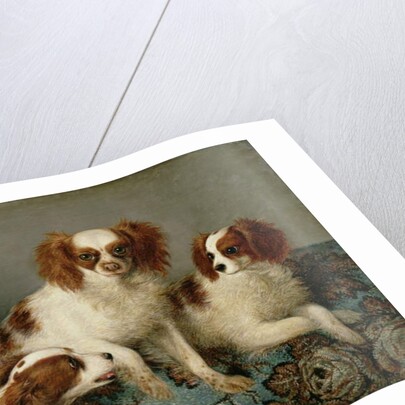 Three Cavalier King Charles Spaniels on a Rug by English School