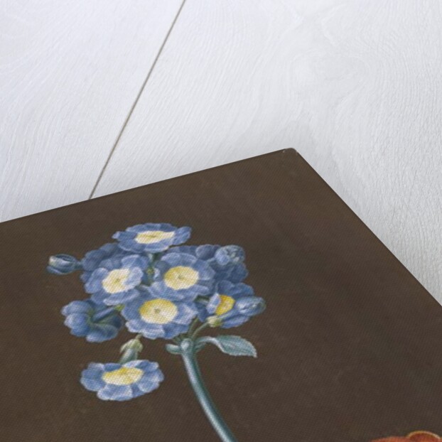 Primula Auricula with Moth by Margaretha Barbara Dietzsch