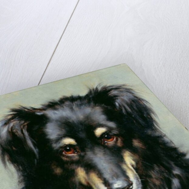 A Black and Tan Collie, 1890 by Robert Morley