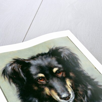 A Black and Tan Collie, 1890 by Robert Morley