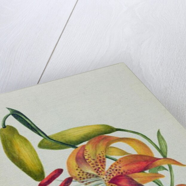 Tiger Lily by Mrs Frederick Hill