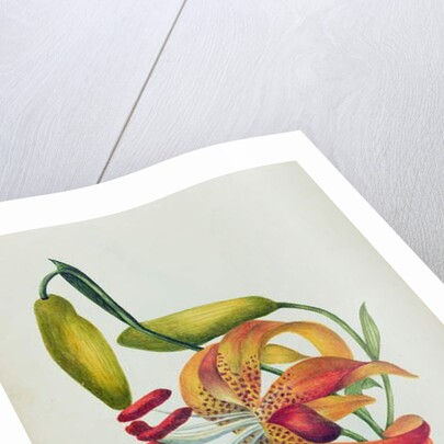 Tiger Lily by Mrs Frederick Hill