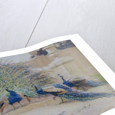 The Borrowed Plume by John Charles Dollman