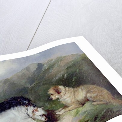 Terriers Rabbiting by George Armfield