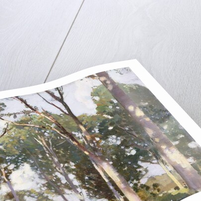 Trees in sunlight by Harry Watson