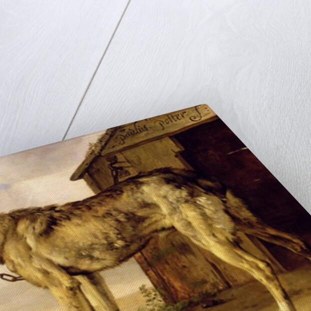 Dog on a Chain, 1653-4 by Paulus Potter