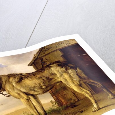 Dog on a Chain, 1653-4 by Paulus Potter