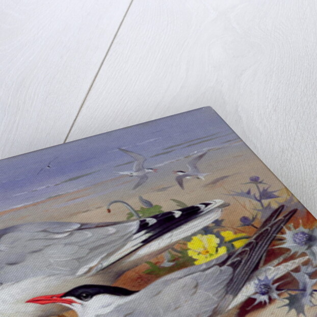 Black headed gulls, by Archibald Thorburn