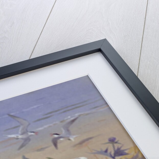 Black headed gulls, by Archibald Thorburn