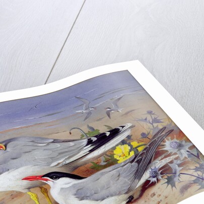 Black headed gulls, by Archibald Thorburn