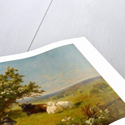 Cows in a Meadow, 1899 by Charles Collins