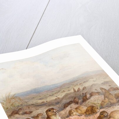 Marmots at their Burrows by August Specht