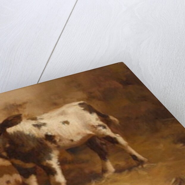 Three Calves in a Barn by David Gauld