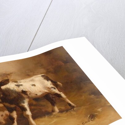 Three Calves in a Barn by David Gauld
