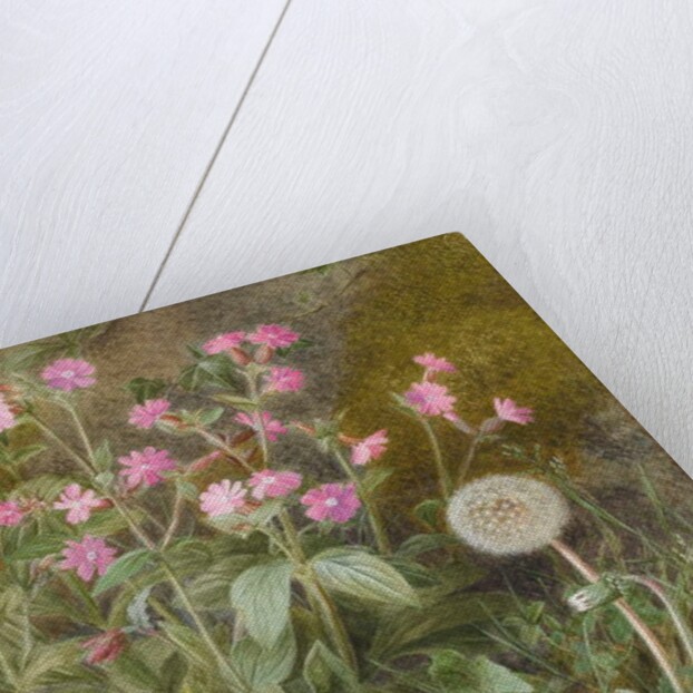 Rose Campions and Dandelion, 1875 by Marion Chase