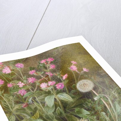 Rose Campions and Dandelion, 1875 by Marion Chase