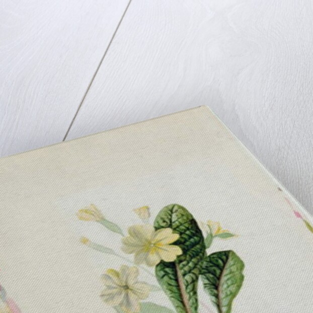 Study of a primrose, c.1830 by Charlotte Bronte