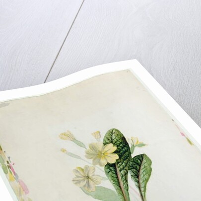 Study of a primrose, c.1830 by Charlotte Bronte