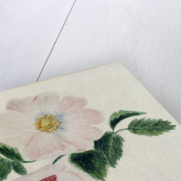 Pink roses by Charlotte Bronte