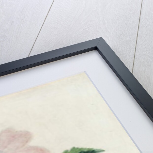 Pink roses by Charlotte Bronte