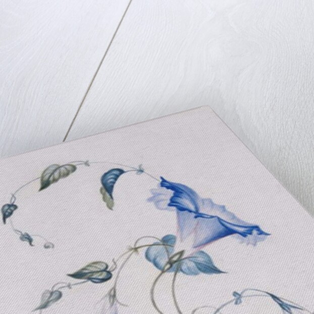 Blue convolvulus, 1832 by Charlotte Bronte