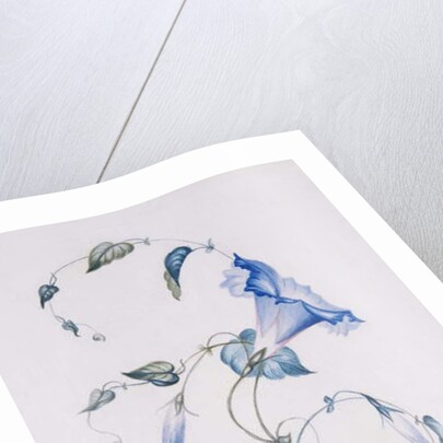 Blue convolvulus, 1832 by Charlotte Bronte